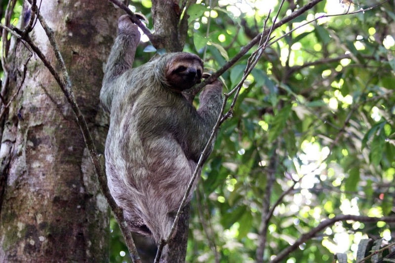 A brown-throated three-toed sloth climbing a tree in Carara National Park
