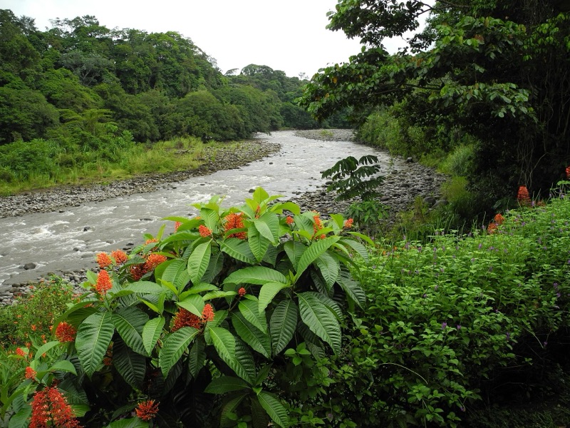 The Sarapiquí River running through lowland rainforest
