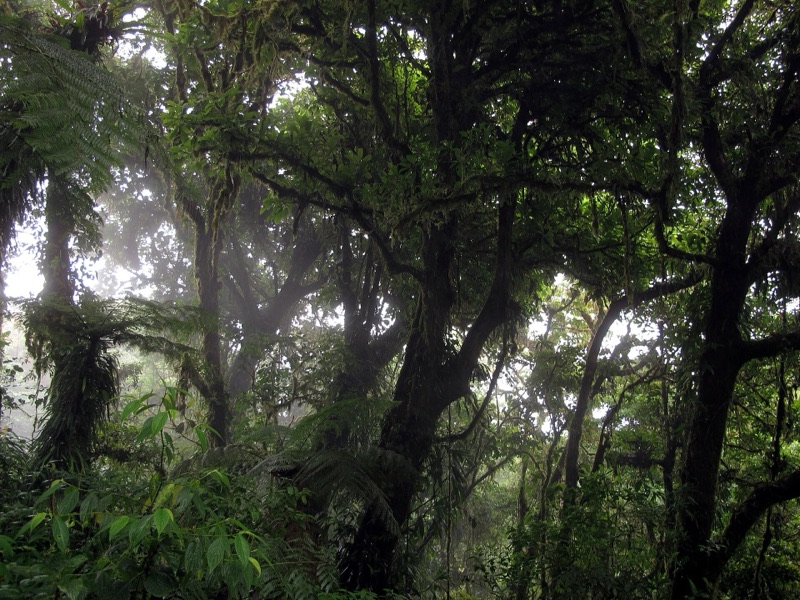 Mossy trees in the Monteverde Cloud Forest Reserve