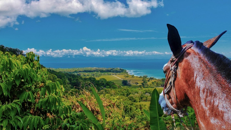 A horse looking out over green hills toward the Pacific coast of the Osa Peninsula