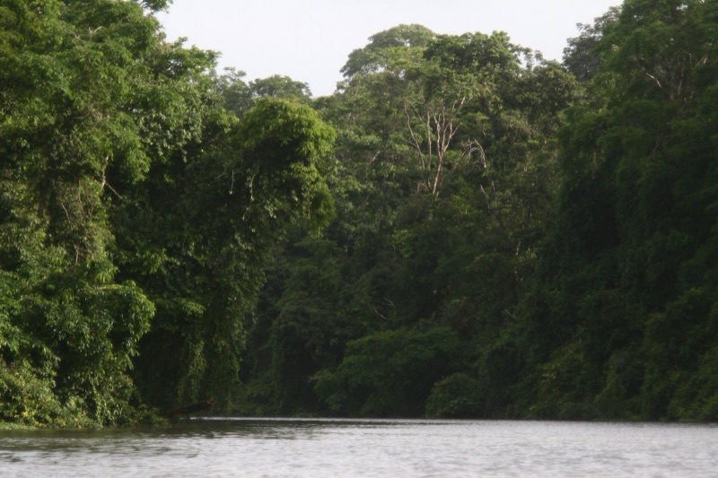Rainforest along a canal in Tortuguero National Park